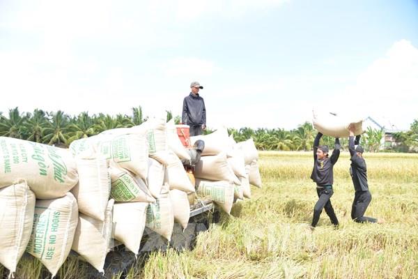 Giá lúa Hè Thu tại Đồng Tháp giảm từ 500 đến 1.000 đồng/kg