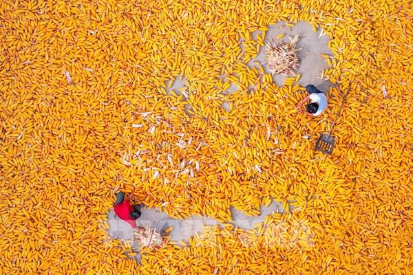 Rộn ràng mùa thu hoạch tại Trung Quốc