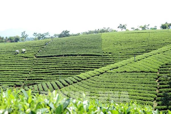 Chiêm ngưỡng những đồi chè đẹp nức tiếng ở Thái Nguyên