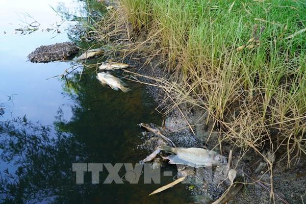 Cá chết hàng loạt tại đập ngăn mặn Đức Lợi (Quảng Ngãi)​