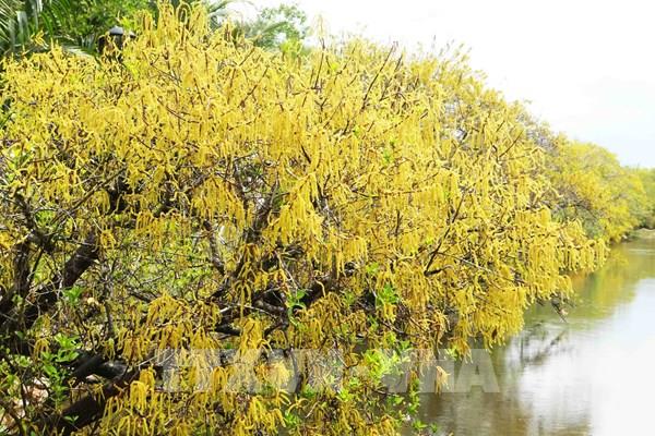 Ngắm Rú Chá mùa thay lá: Bức tranh thu vàng rực rỡ xứ Huế