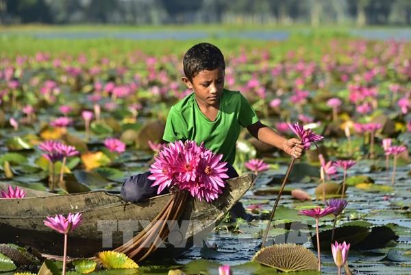 Mùa thu hoạch hoa súng ở Bangladesh