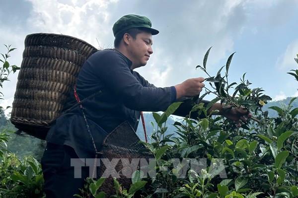 Nông nghiệp “3 không” giúp kinh tế vùng cao đổi thay