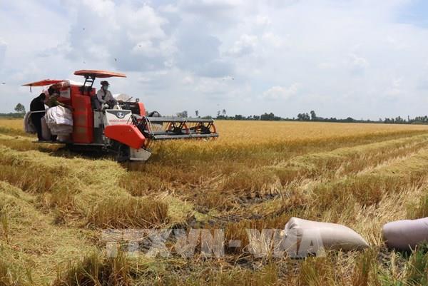 Giảm thất thoát sau thu hoạch để nâng giá trị gạo Việt
