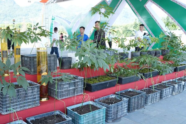 Liên kết “bốn nhà” để nâng tầm giá trị sâm Lai Châu