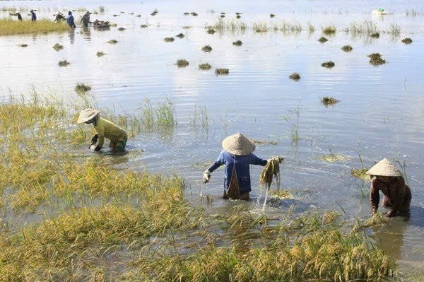 Mực nước sông Cửu Long lên cao, nguy cơ ngập lụt gia tăng