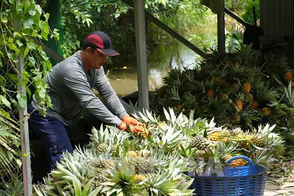Nông nghiệp Đồng Tháp chuyển từ tăng sản lượng sang nâng giá trị