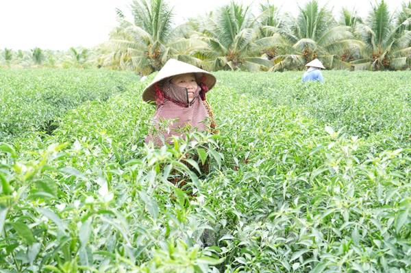 Nông nghiệp - “điểm hẹn đã chín” cho hợp tác Việt Nam - Anh