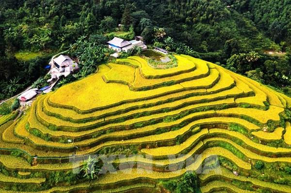 Sắc vàng dệt thu trên những thửa ruộng tại Tuyên Quang