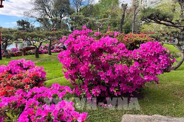 Mùa đỗ quyên rực rỡ giữa lòng Buenos Aires