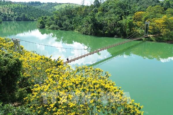 Vẻ đẹp "phố thị hoa vàng" giữa đại ngàn Tây Nguyên