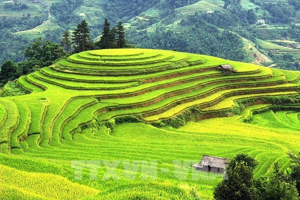 Mùa vàng trải sóng ở Hoàng Su Phì