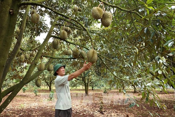 Đắk Lắk làm sạch dữ liệu đất đai, gỡ vướng mã số vùng trồng