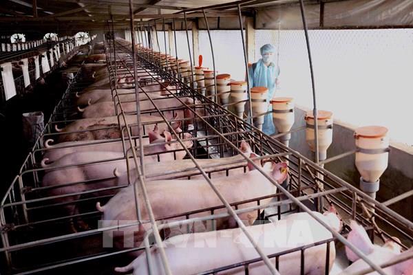 Vĩnh Long quyết liệt ngăn chặn dịch tả lợn châu Phi lây lan