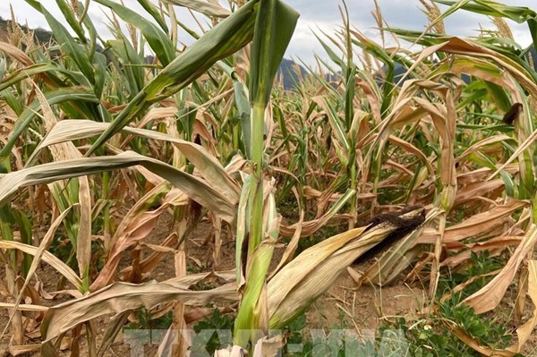 Từ tháng 11/2026 -1/2027: El Nino tiếp tục duy trì cường độ rất mạnh 
