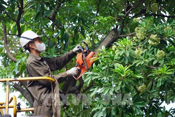 Hà Nội cắt tỉa hoa sữa trên nhiều tuyến phố, giảm mùi hương nồng