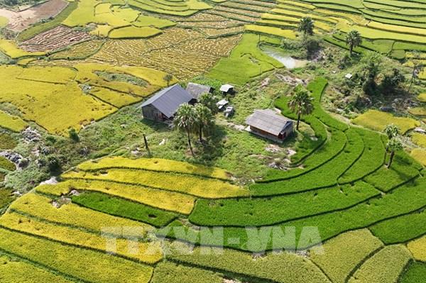 Chiêm ngưỡng mùa vàng trên Bản Tèn, tỉnh Thái Nguyên