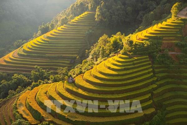 Sắc vàng Mù Cang Chải