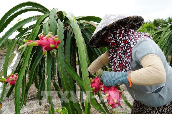 Hỗ trợ tiêu thụ nông sản và hoa Tết