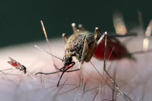 Pháp ghi nhận ca nhiễm virus hiếm gặp ở người