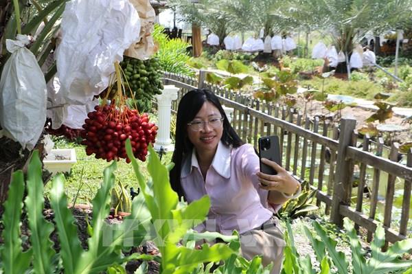 Vườn chà là mở hướng du lịch sinh thái vùng biên Đồng Tháp
