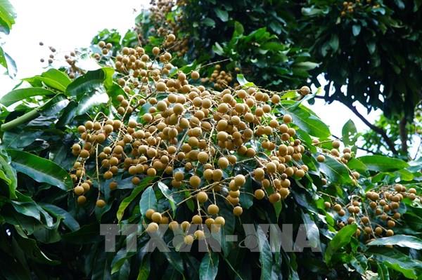 Đưa nhãn Việt Nam sang Mỹ: Chuyện chưa kể ở Đồng Tháp