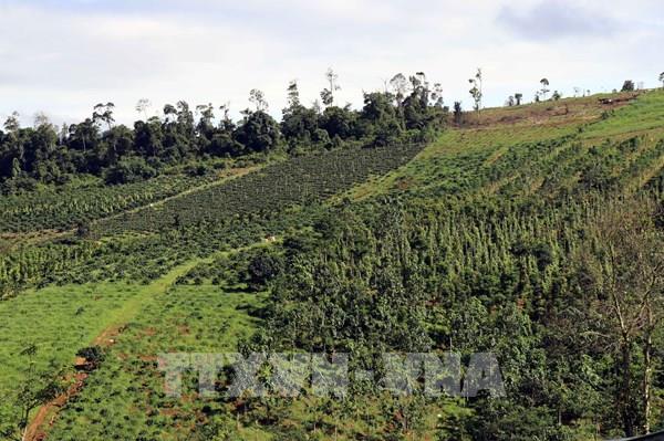 Một xã ở Lâm Đồng có hơn 6.000 ha đất lâm nghiệp bị lấn, chiếm, sử dụng trái phép