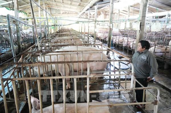 Hơn 20 năm bền bỉ với nghề, nữ nông dân Đồng Tháp nuôi lợn thu tiền tỷ