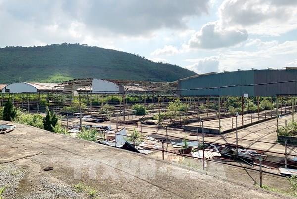 Hà Tĩnh: Hơn 286 tỷ đồng thu về từ đấu giá tài sản Dự án chăn nuôi bò Bình Hà