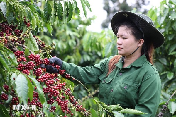 Nghị quyết 57/NQ-TW: Đưa công nghệ số vào quản lý canh tác giúp nâng chất lượng cà phê Robusta