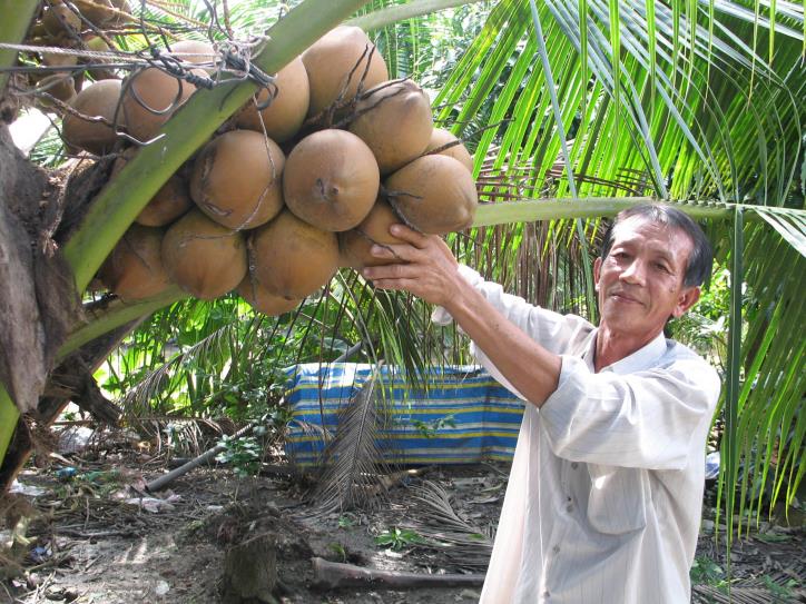 Giống Dừa Mã Lai Cho 200 Trái Năm  Bảo Hành Đúng Giống