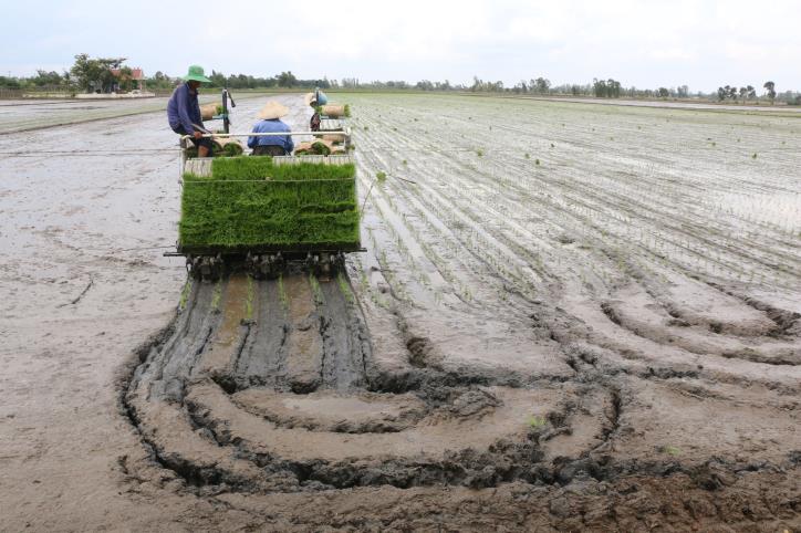 Lúa mô hình nông nghiệp thông minh đạt năng suất cao