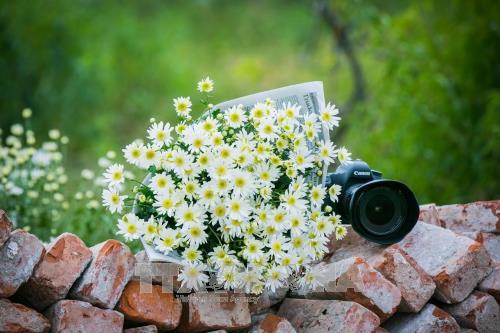 1 50 Hình nền hoa cúc đẹp nhất cho điện thoại  ThuThuateduvn