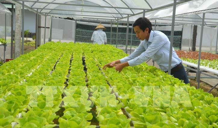 Chàng thanh niên làm giàu bằng hệ thống trồng rau thủy canh hồi lưu