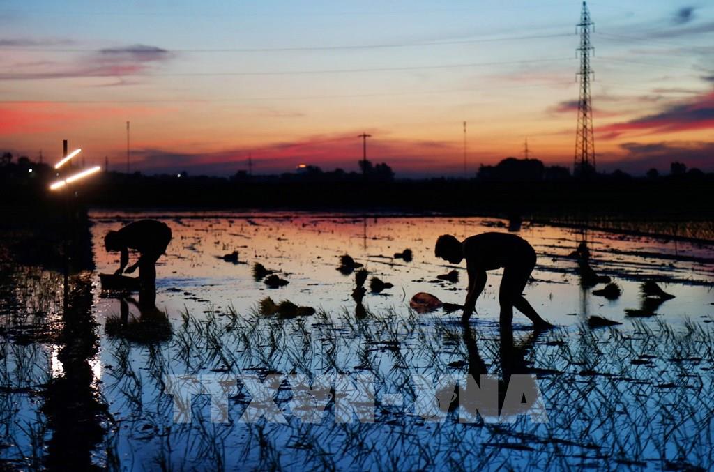 Nông dân Hà Nội tranh thủ cấy lúa đêm tránh nắng nóng - Photo