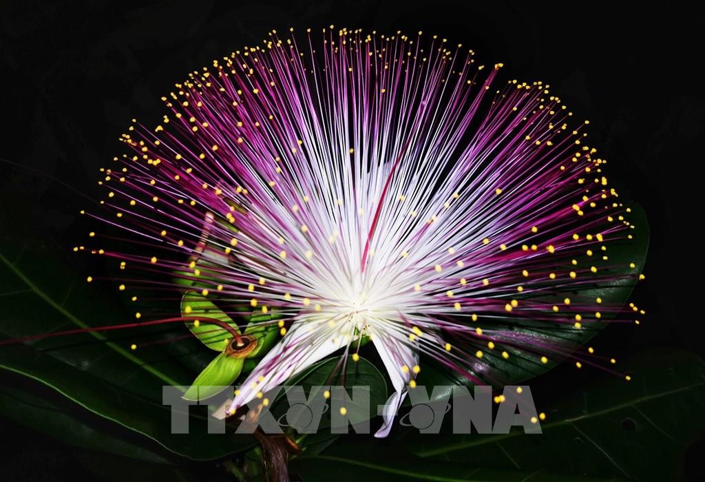 Photo - Vẻ đẹp quyến rũ của hoa bàng vuông Trường Sa Photo - Vẻ Đẹp Quyến Rũ Của Hoa Bàng Vuông Trường Sa