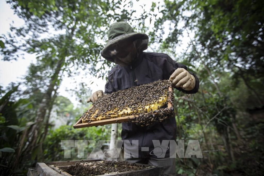 Nghề nuôi ong lấy mật ở xã Độc Lập