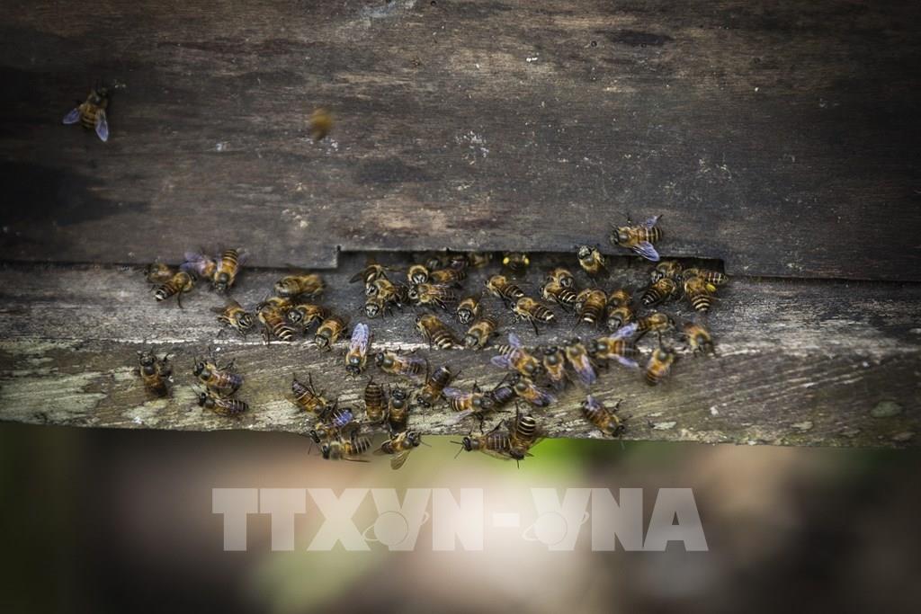 Nghề nuôi ong lấy mật ở xã Độc Lập