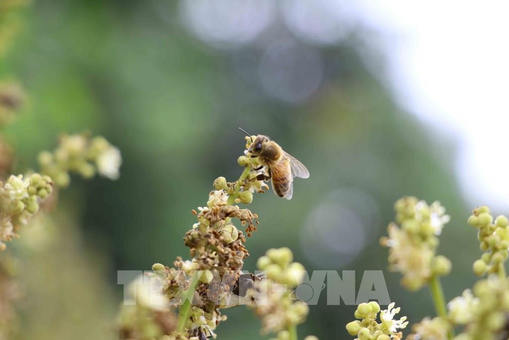 Mùa mật ong hoa nhãn ở Hưng Yên