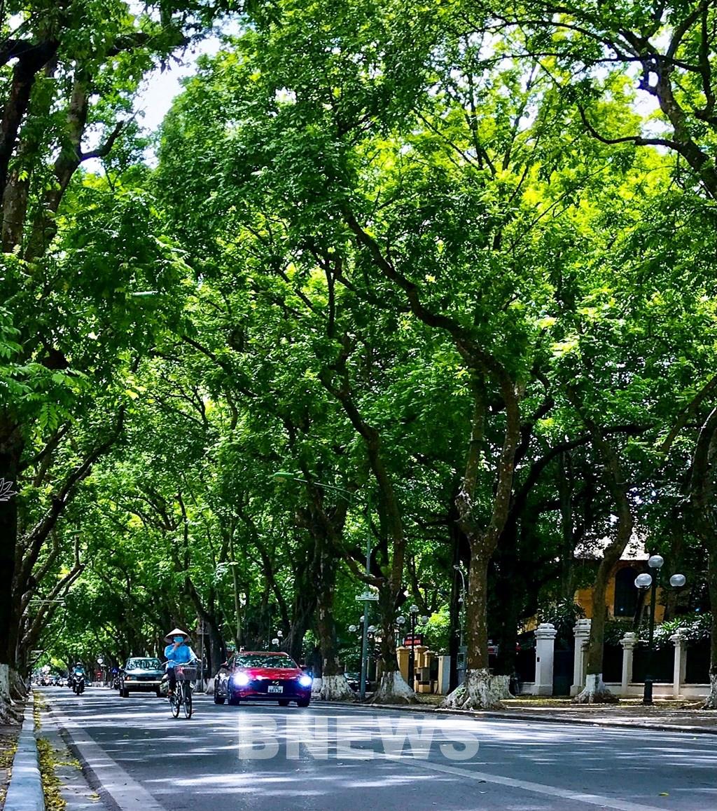 Một chuyến dạo bộ qua những con đường phủ xanh bóng cây đẹp nhất ở Hà Nội sẽ khiến bạn cảm nhận được tình yêu của người dân Hà Nội đối với thiên nhiên và sự sống động của thành phố. Chắc chắn bạn sẽ không thất vọng khi nhấp chuột để xem bức ảnh này.