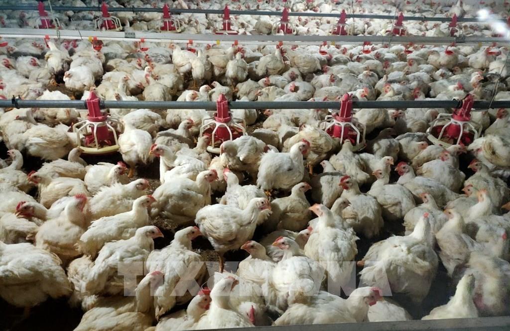Tây Ninh tồn đọng hơn 1 triệu con gà công nghiệp