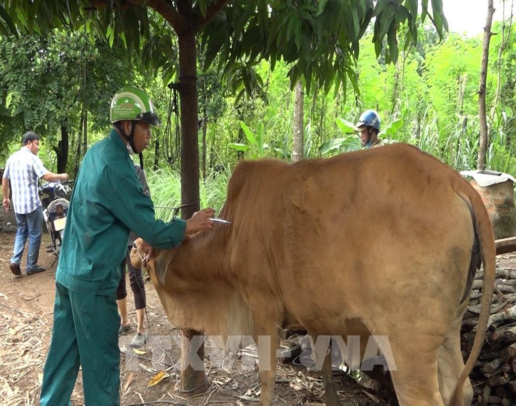 Bình Phước khống chế bệnh viêm da nổi cục trên đàn bò