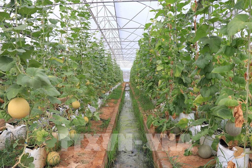 Mô hình trồng Dưa lưới trong nhà màng ở xã Lộc Yên phát triển tốt