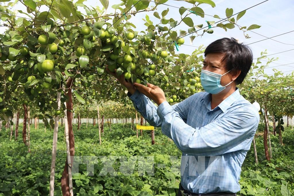 Kỹ thuật trồng táo Thái Lan  Chia sẻ kinh nghiệm thực tế từ chủ nhà vườn