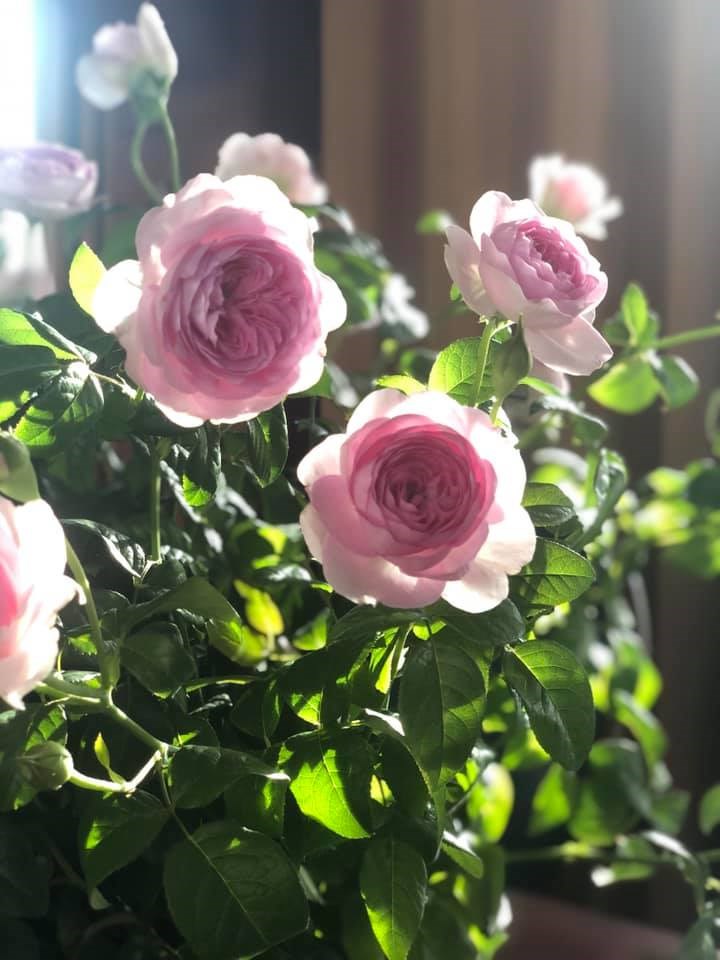 Cách trồng hoa hồng trong chậu cho ra nhiều hoa nhất
