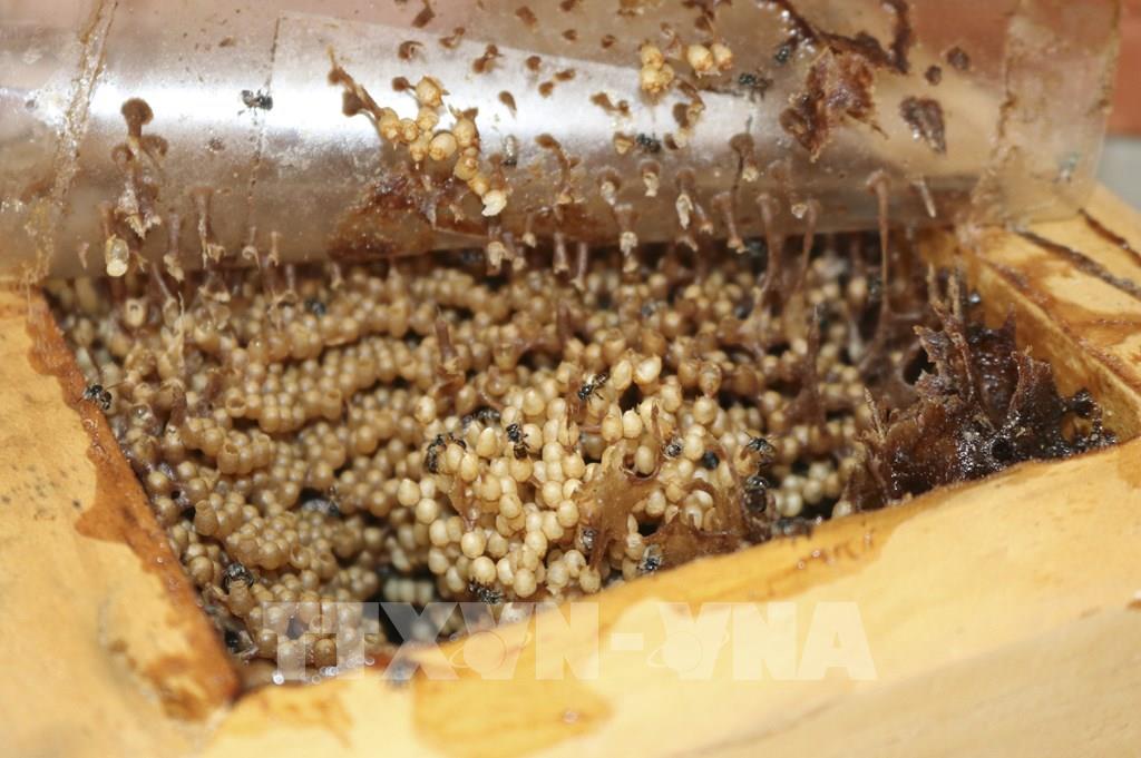 Top 80+ về mô hình nuôi ong dú hay nhất