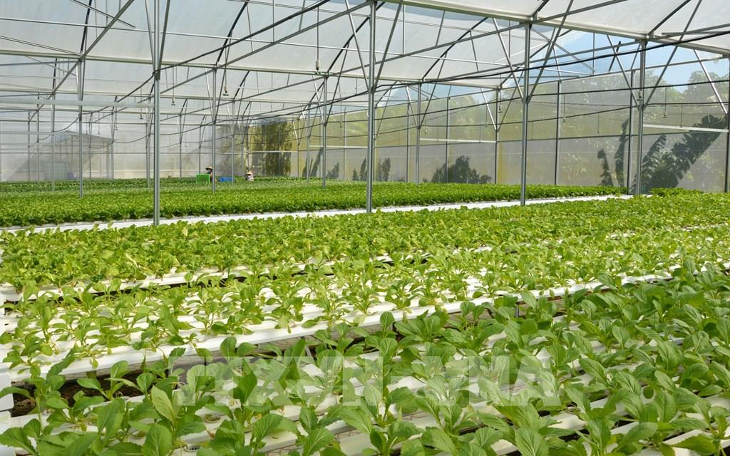 4 mô hình trồng rau thủy canh phổ biến  Dung dịch Anolyte công nghệ ITALIA  