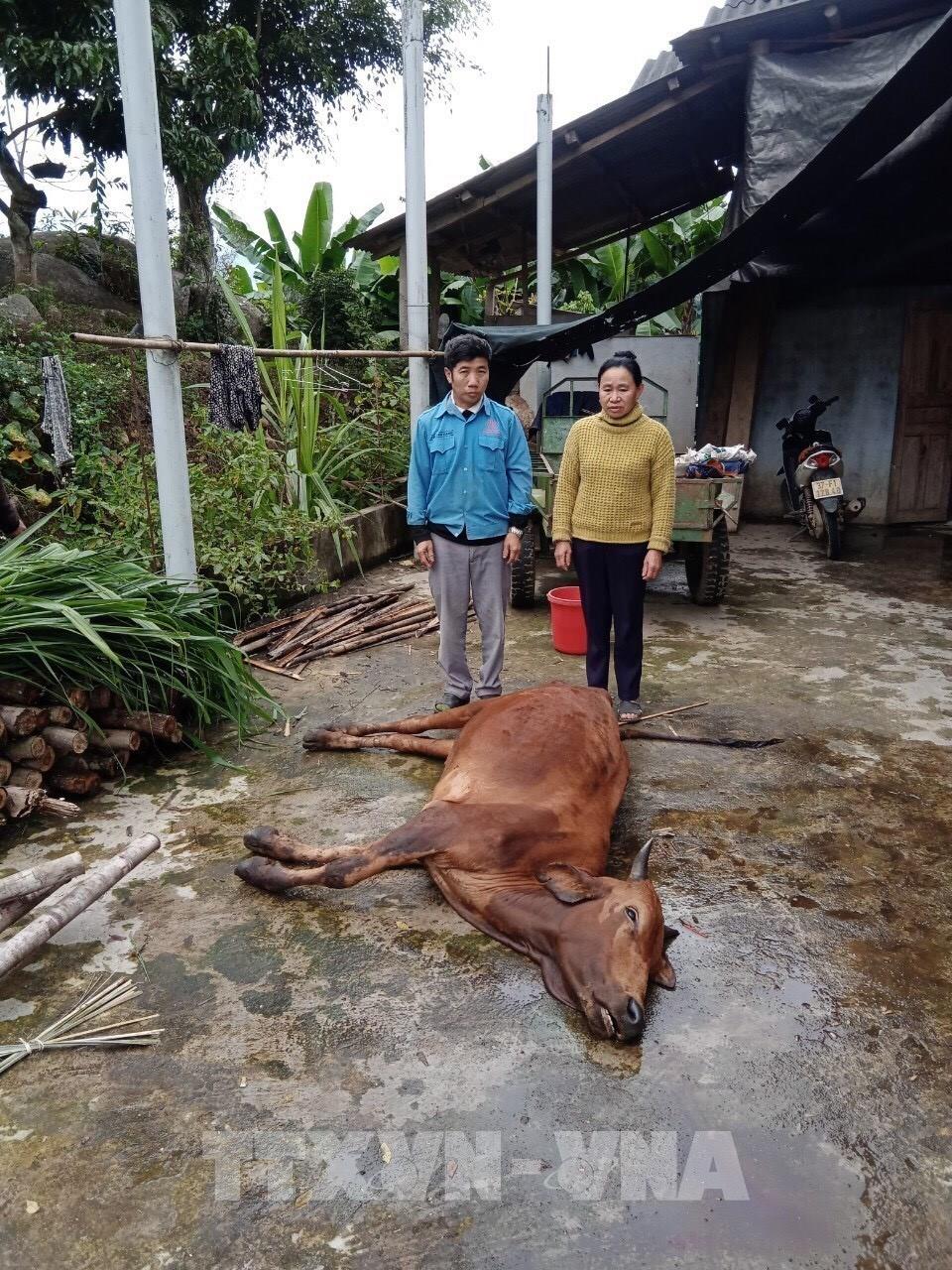 Hàng trăm con trâu, bò bị chết rét ở Nghệ An
