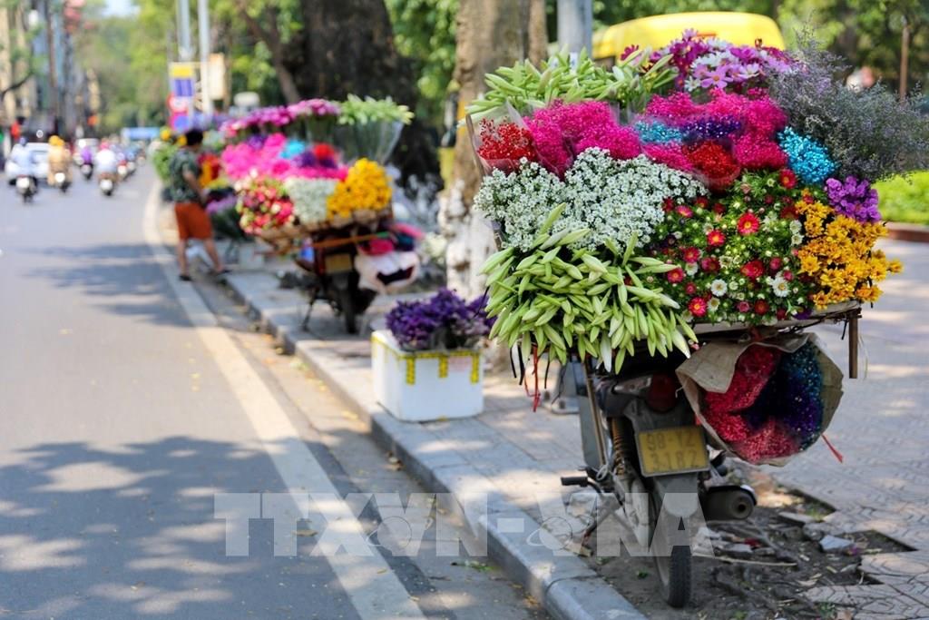 Photo - Tháng 4 Hà Nội, mùa hoa loa kèn xuống phố