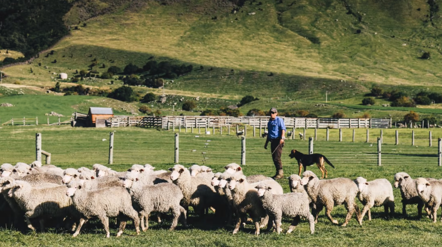 New Zealand sẽ là nước đầu tiên buộc nông dân trả tiền khí thải trong chăn  nuôi ​